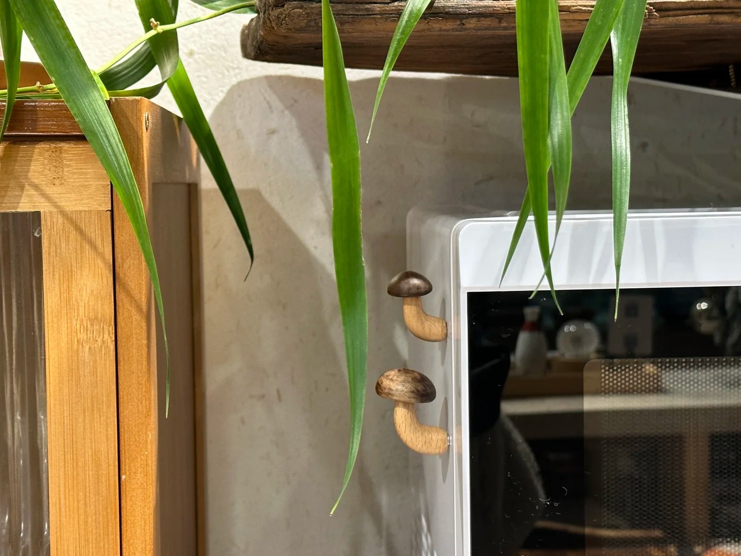 林涧木舍：咦，到处在长菌